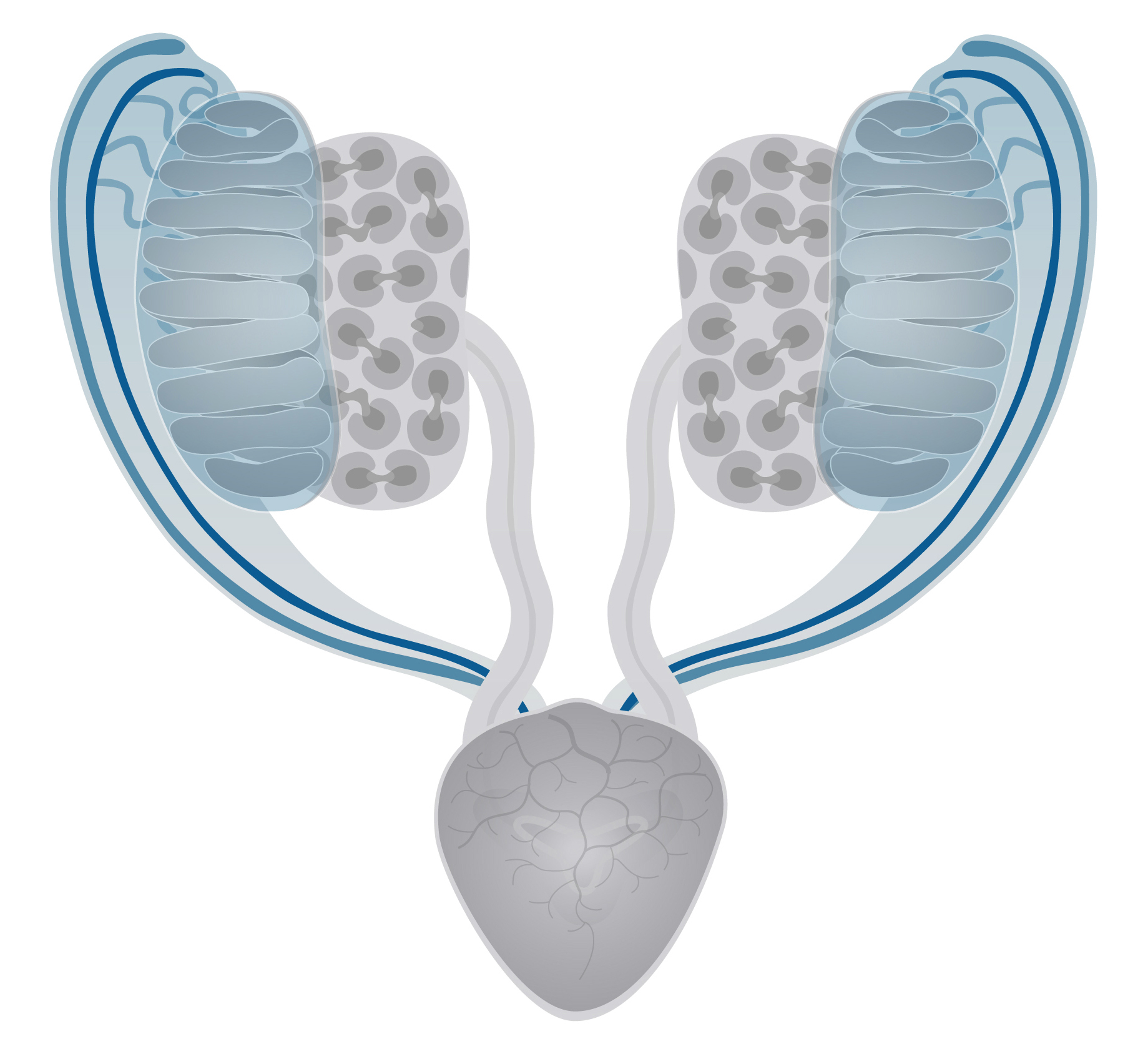 Schematics for the Male Reproductive System in Mouse